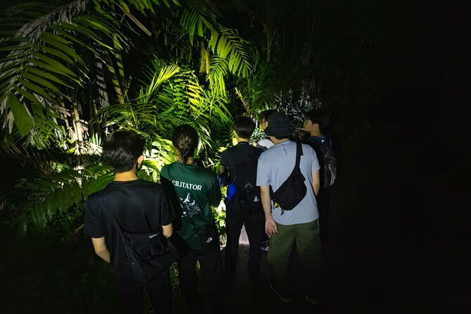 Explore a Rainforest teeming with Wildlife at Night! - Key things to know before you go