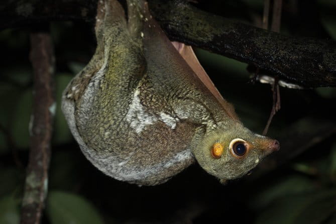 Explore a Rainforest teeming with Wildlife at Night! - What 2.5 hours at night really means for wildlife spotting