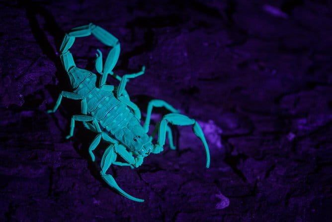 Explore a Rainforest teeming with Wildlife at Night! - What you’ll actually do while you walk