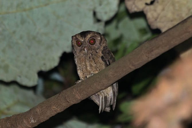 Explore a Rainforest teeming with Wildlife at Night! - The safety briefing and the guided pace that keeps it relaxing
