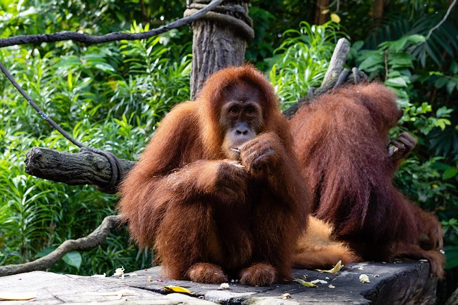 Morning at the Zoo with 1-way Transfer (Free & Easy) - The morning schedule: what 4 hours really buys you
