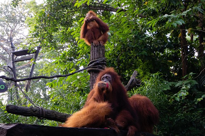 Morning at the Zoo with 1-way Transfer (Free & Easy) - The guided tram tour: seeing more without wandering in circles