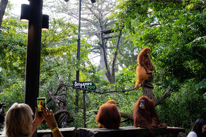 Morning at the Zoo with 1-way Transfer (Free & Easy) - Who this tour suits (and who should skip it)