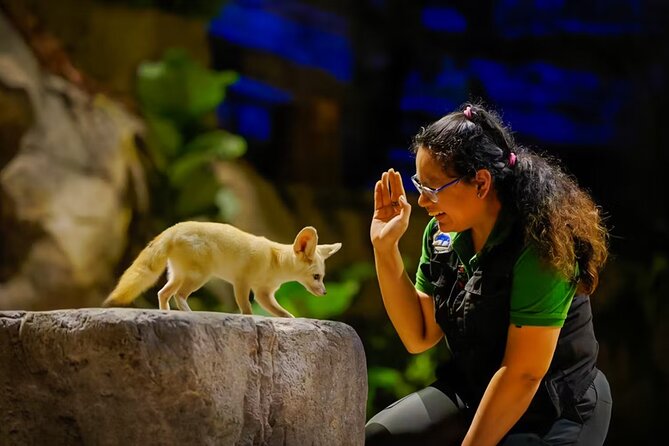 Night Safari Singapore Skip the Line Tickets with Tram Ride - Night Safari Singapore at night: what the tram + wildlife combo really delivers