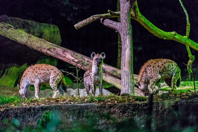 Night Safari Ticket Including Tram Ride - Singapore Night Safari tram ticket: what you’re really buying