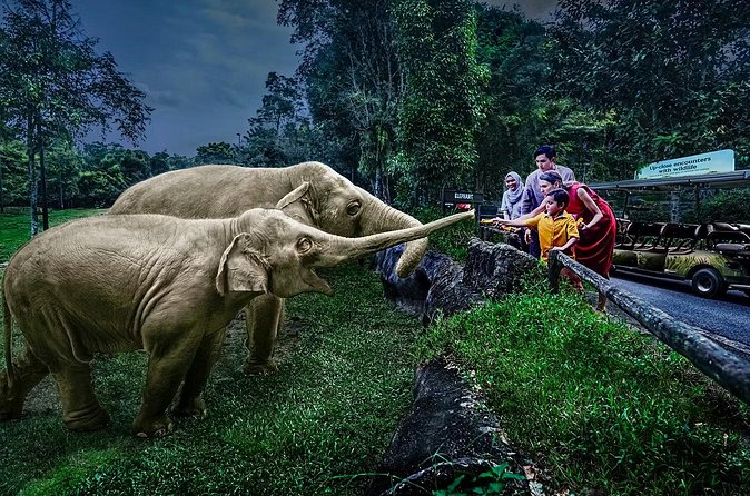 Night Safari Tickets with Tram Ride - Is it worth it for your kind of visit?