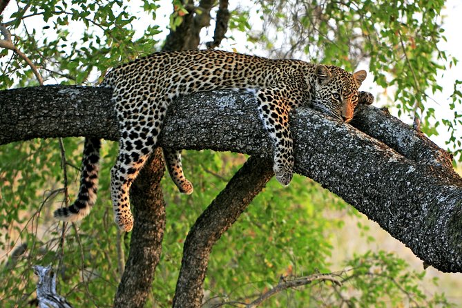 Night Safari Tour with Transfer - Key things to know before you go