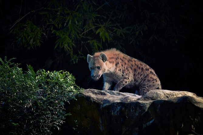 Night Safari Tour with Transfer - Guided trail walk: where close-up sightings become more than luck