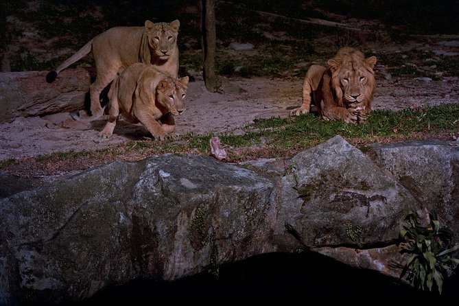 Night Safari Tour with Transfer - Dinner at Ulu Ulu Safari Restaurant: when the upgrade pays off