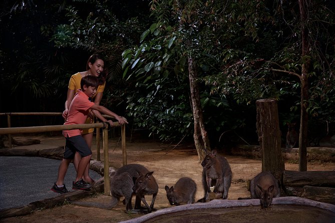 Night Safari with Buffet Dinner with hotel pick-up - Getting there and back: hotel pickup, coach logistics, and timing stress