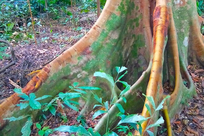 Private Tour Singapore Botanic Garden (UNESCO) - A 3-Hour Plan That Starts at Botanic Gardens MRT