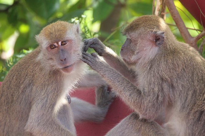Singapore - bike adventure beyond the concrete jungle - Price and Value: Is $76.57 a Good Deal?