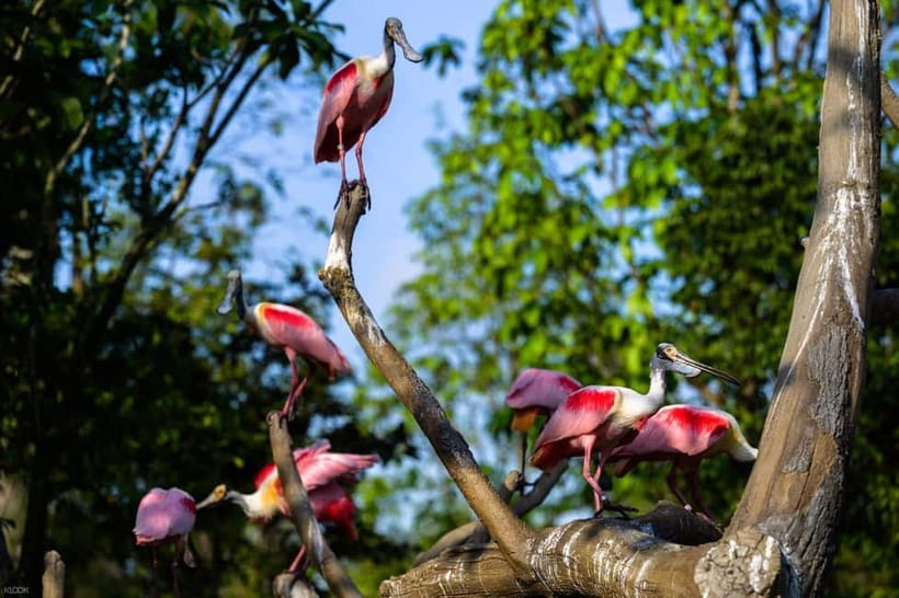 Singapore: Bird Paradise - How the 1-Day Visit Flows Through Themed Areas