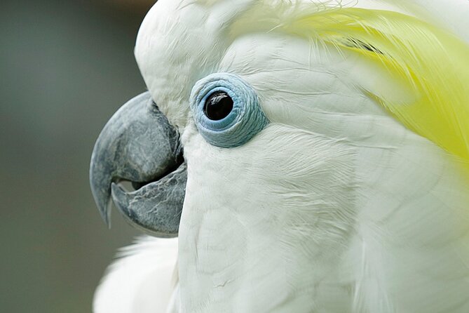 Singapore: Bird Paradise Entry Ticket - Key highlights at a glance