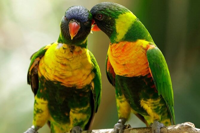 Singapore: Bird Paradise Entry Ticket - Bird Paradise in one visit: what $39 buys you
