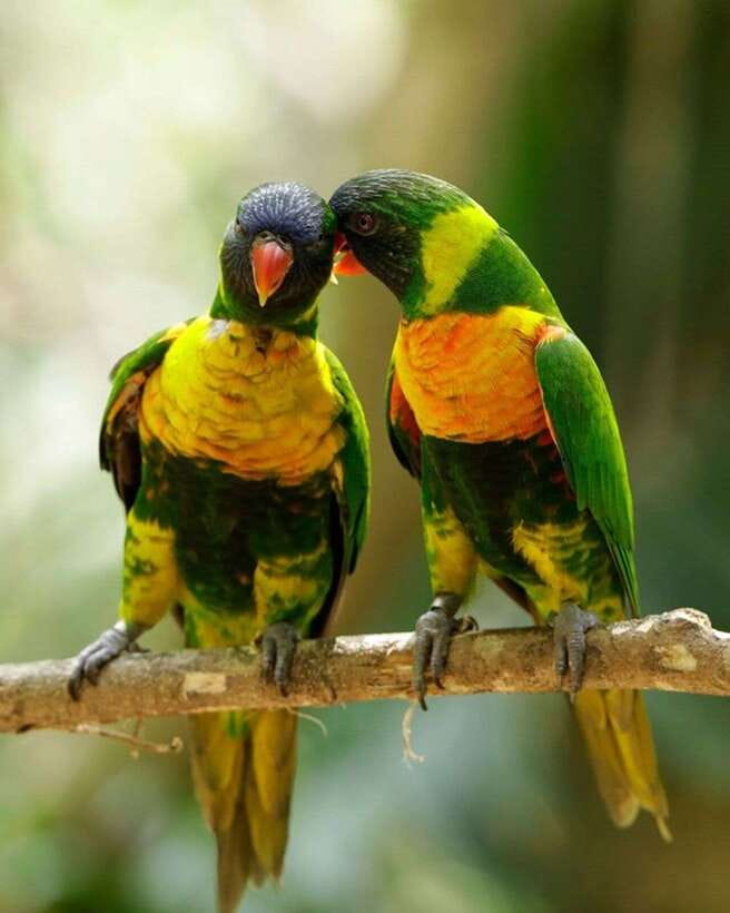 Singapore: Bird Paradise Entry Ticket - Panorail rides: a smart way to see the layout without burning your legs
