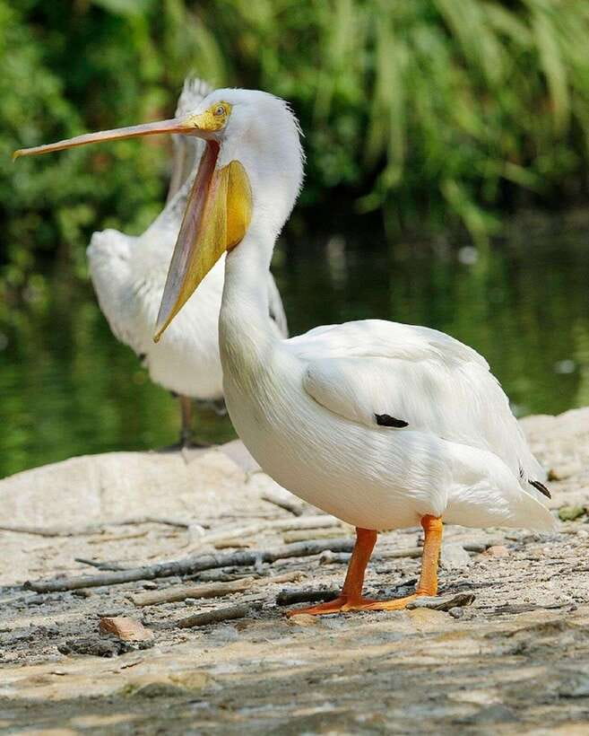 Singapore: Bird Paradise Entry Ticket - Conservation breeding center: how your ticket supports endangered birds