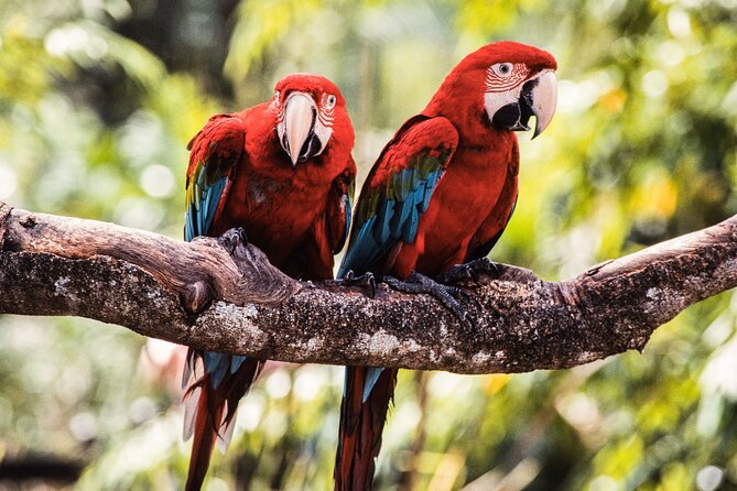 Singapore Bird Paradise & Zoo Full Day (Ticket & Transfer ) - Stop 1: Singapore Zoo open habitats and that tram ride