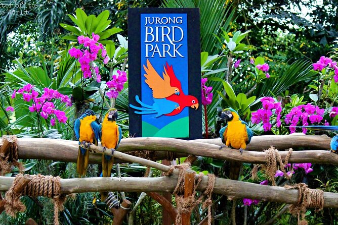 Singapore Bird Paradise & Zoo Full Day (Ticket & Transfer ) - Stop 2: Jurong Bird Park and the Bird Paradise aviaries