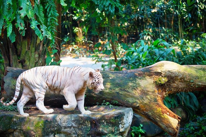 Singapore Bird Paradise & Zoo Full Day (Ticket & Transfer ) - What to bring and how to pace yourself (without ruining the fun)