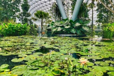 Singapore Changi Jewel Highlights Walking Tour - Stop 2: Jewel Canopy Park from mazes to mist bowls