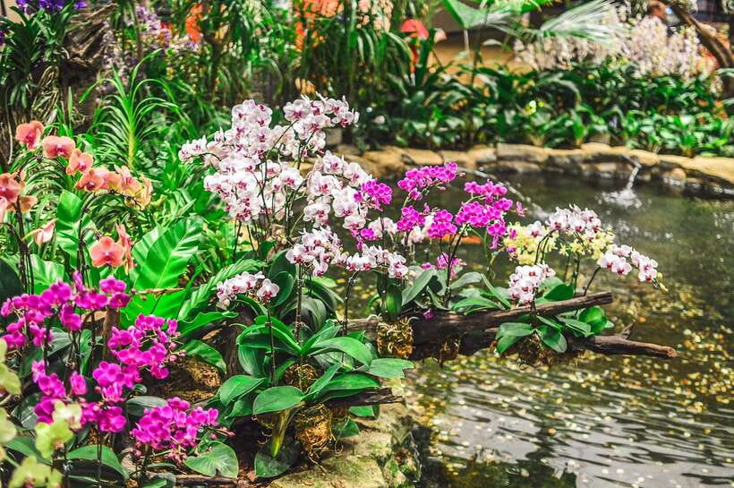 Singapore: National Orchid Garden Admission - The Themed Sections That Make Your Visit Feel Like More Than One Garden