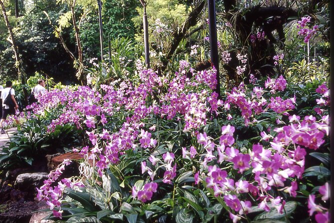 Singapore: National Orchid Garden Admission Ticket - Pairing With Singapore Botanic Gardens: A Smart Half-Day Combo