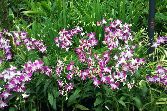 Singapore: National Orchid Garden Admission Ticket - What to Bring: Camera Time, Water, and Heat Smarts