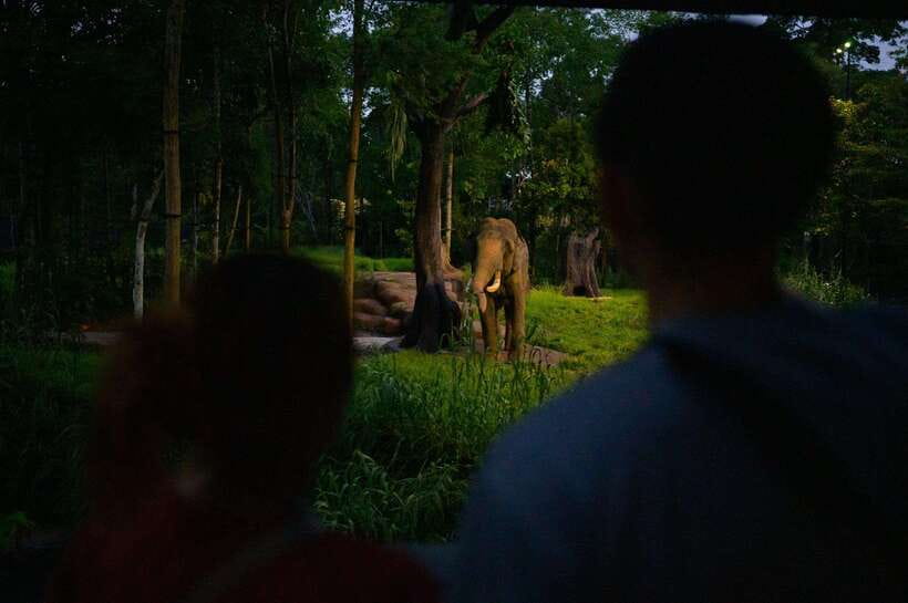 Singapore: Night Safari Entry Ticket with Tram Ride - What to Know in 5 Minutes
