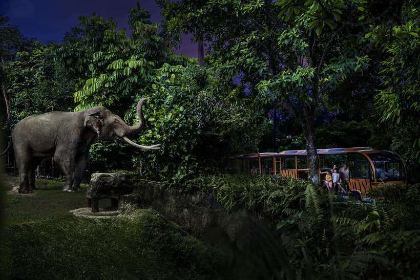 Singapore: Night Safari Entry Ticket with Tram Ride - Night Safari at Mandai: What Makes This After-Dark Zoo Different