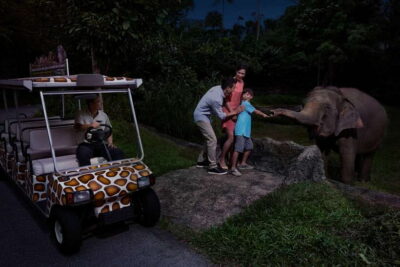 Singapore: Night Safari Entry Ticket with Tram Ride - Your Tram Ride Through Six Wildlife Zones (and Why Timing Matters)