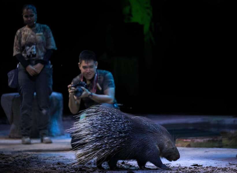 Singapore: Night Safari Entry Ticket with Tram Ride - Who This Night Safari Ticket Is Best For (and Who Should Think Twice)