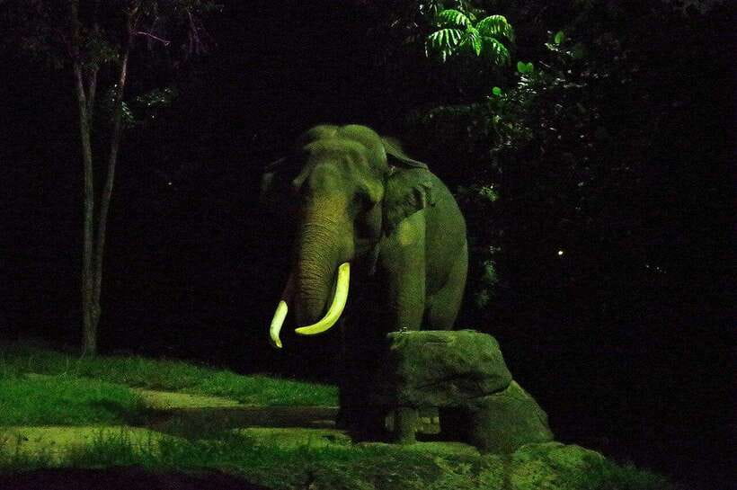 Singapore: Night Safari Singapore Entry Ticket + Tram Ride - Night Safari at a glance: $45 for a full nocturnal circuit