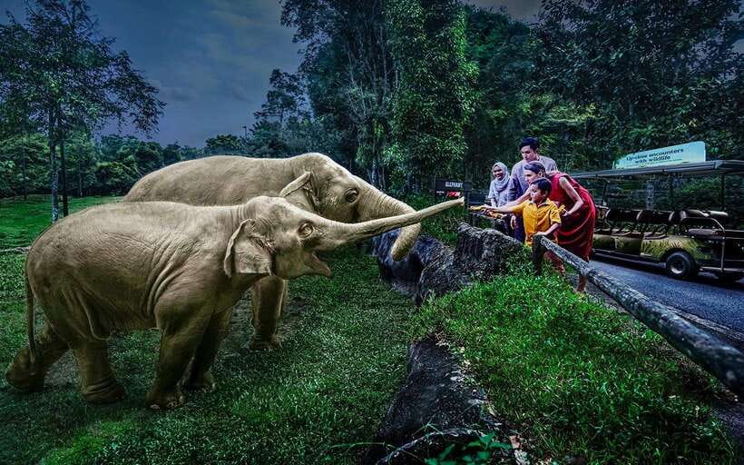 Singapore: Night Safari Singapore Entry Ticket + Tram Ride - Walking trails: East Lodge, Pangolin, Leopard, and Tasmanian Devil