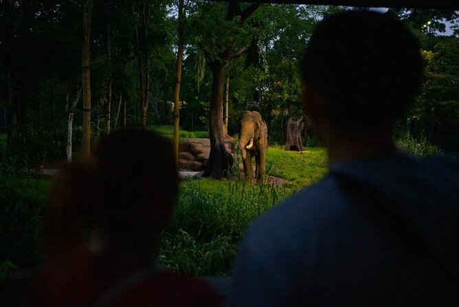 Singapore Night Safari Ticket Experience - On-Foot Trails: Wallabies in the Outback, Plus Fishing Cat and Forest Giant Paths