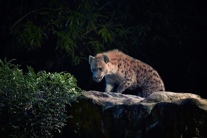 Singapore Night Safari Ticket Experience - Who This Is Best For (and Who Might Find It Too Short)