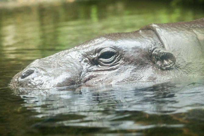 Singapore River & Night Safari-COMBO (Shared Transfer) - Shared Hotel Transfers From Central Singapore: Convenience, Not Total Control