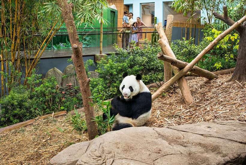 Singapore: River Wonders Entry Ticket - Best for families, panda lovers, and Singapore first-timers