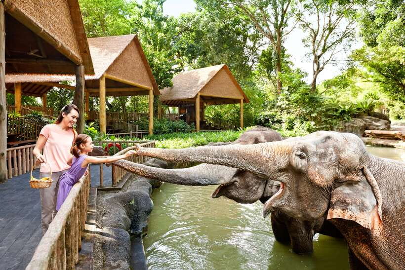 Singapore Zoo: 1-Day Entrance E-Ticket - Key Highlights Worth Planning Around