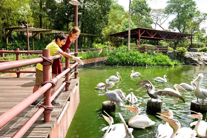 Singapore Zoo: 1-Day Entrance E-Ticket - Shows, Feedings, and the Waterfall Aviary Breaks