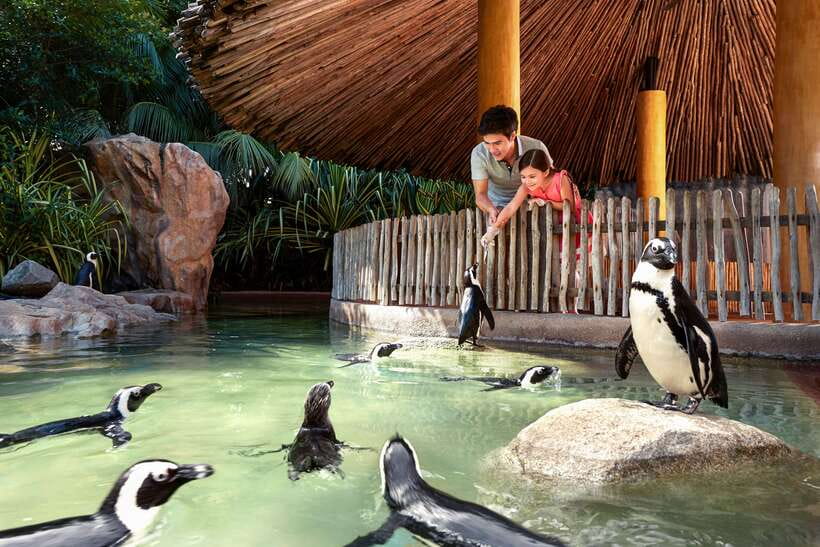 Singapore Zoo: 1-Day Entrance E-Ticket - Weather Reality: Humid Days, Rainy Afternoon, and What to Pack