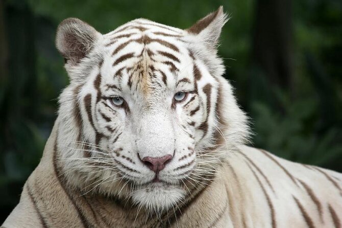 Singapore Zoo & Night Safari Day ( Tickets & Transfer ) - Key things to know before you go