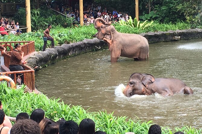 Singapore Zoo & Night Safari Day ( Tickets & Transfer ) - Tram vs Trails: How to Choose Without Burning Your Night
