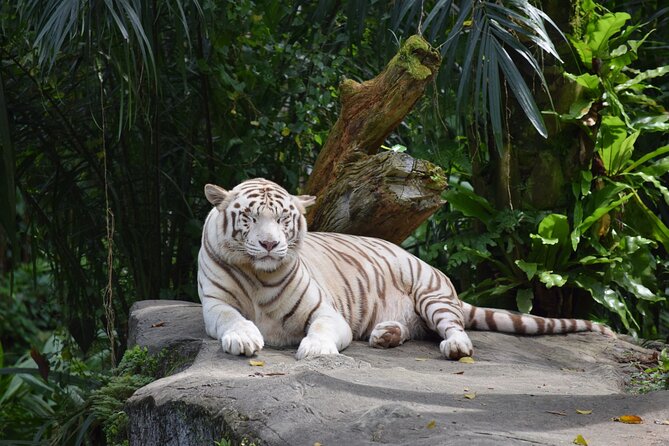 Singapore Zoo & Night Safari Day ( Tickets & Transfer ) - Meeting Point, 1:00 pm Pickup, and the Long-But-Doable Schedule