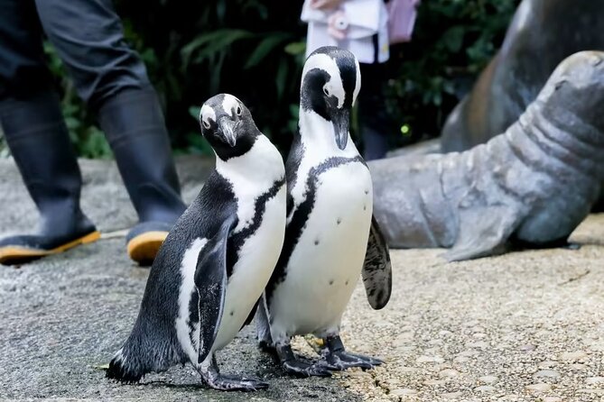 Singapore Zoo with Tram Ride Experience for Tourist - Open Habitats, 2,800+ Animals, and the Signage System That Helps You Navigate